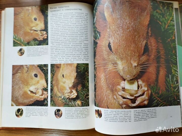 Поведение животных. Тинберген