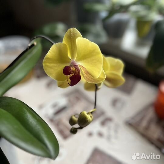 Фаленопсис лаймлайт