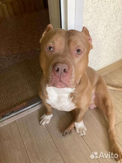 Американский булли вязка