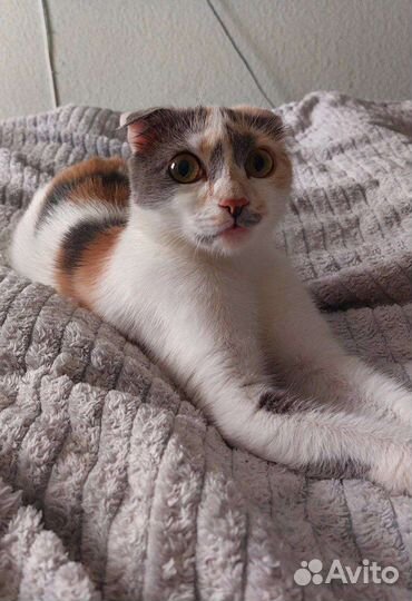 Кошка Марта