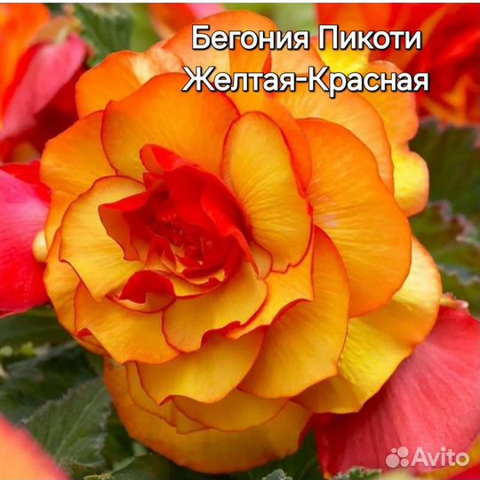 Бегония