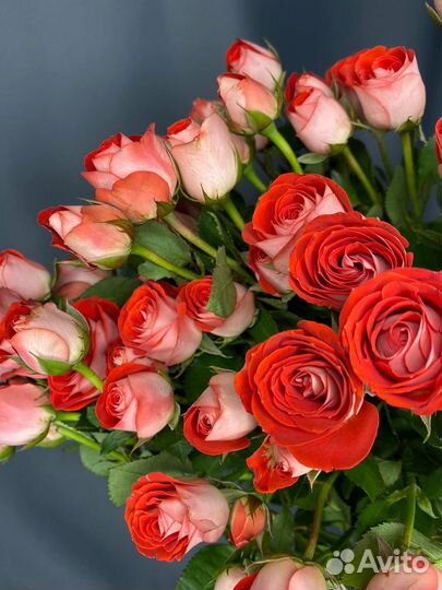 Роза кустовая