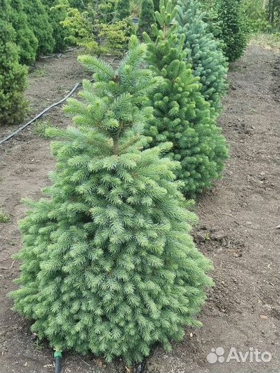 Ель (разные сорта)