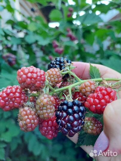 Ежевика бесшипая