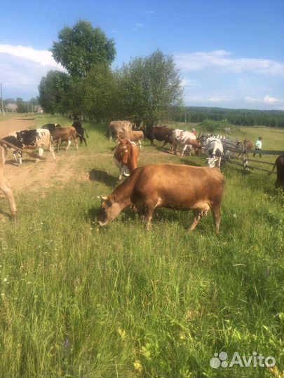 Корова джерси