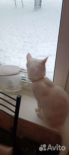 Коашка для случки