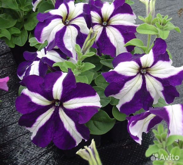 Петуния каскадная, ампельная