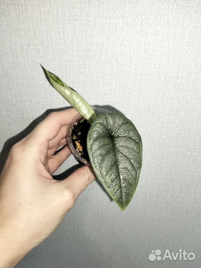 Алоказия махарани