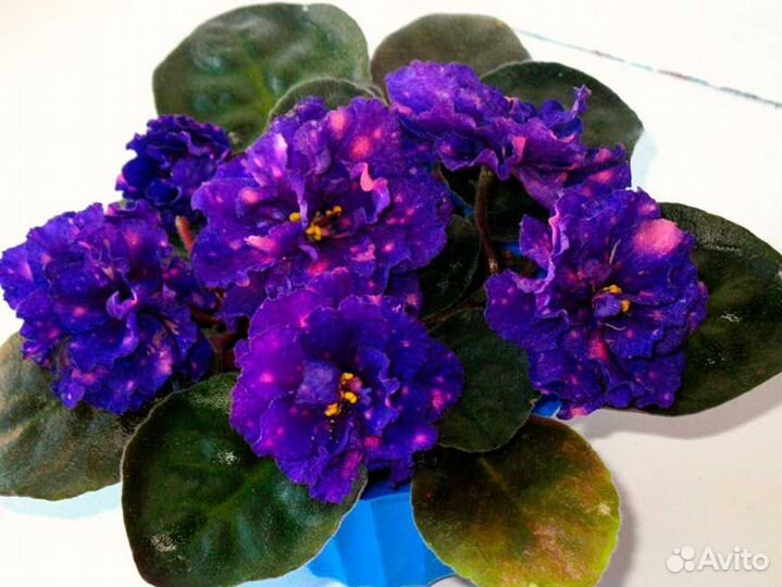 Набор деток фиалки