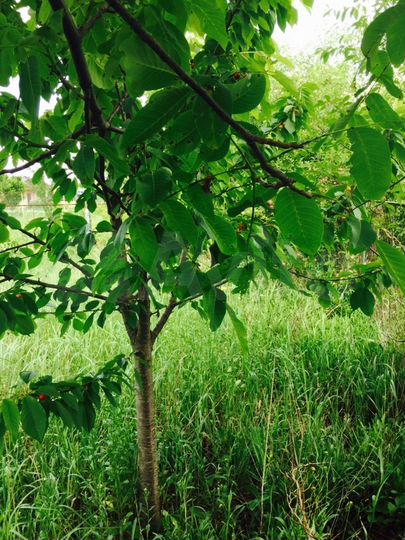 Участок 8 сот. (ИЖС)