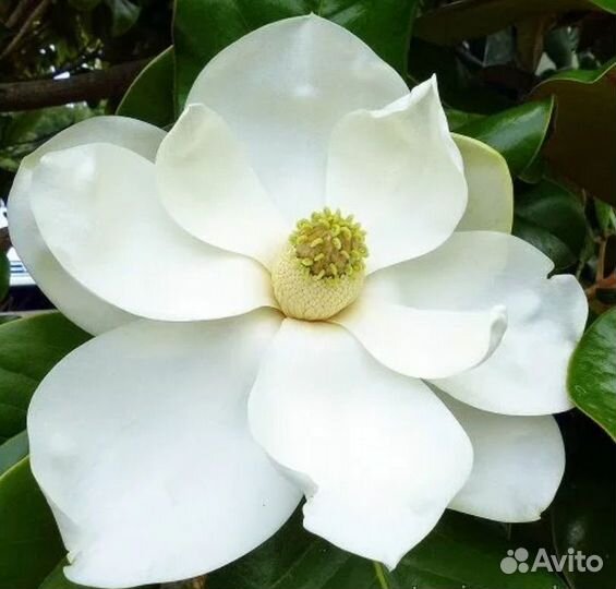 Магнолия грандифлора