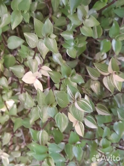 Традесканции 30 сортов, каллизии