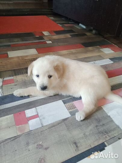 Отдам щенков бесплатно