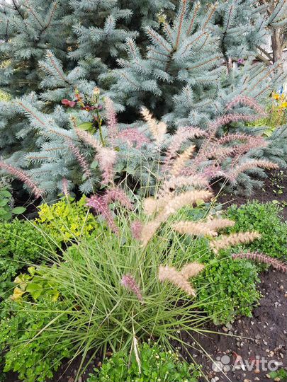 Многолетники,кустарники,растения,цветы