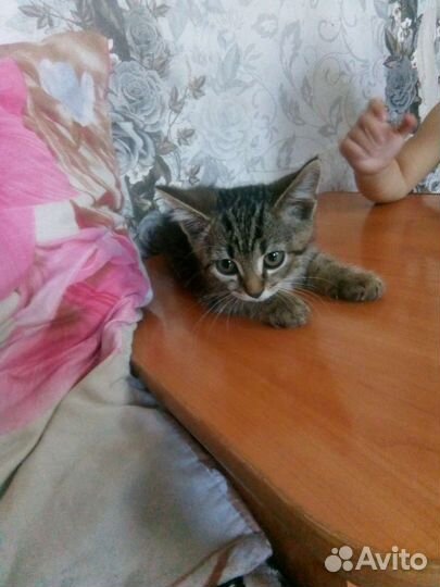 Котенок
