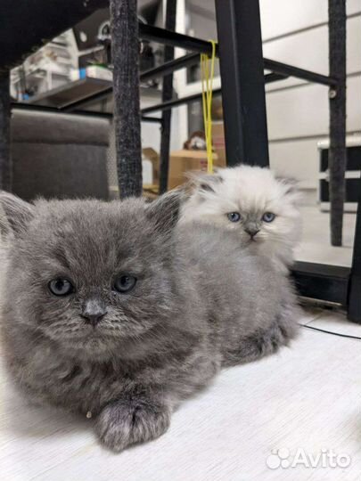 Котята шотландские