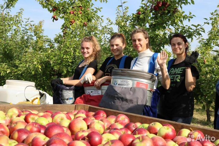 Сбор урожая яблок Вахта 3х разовое питание+жилье