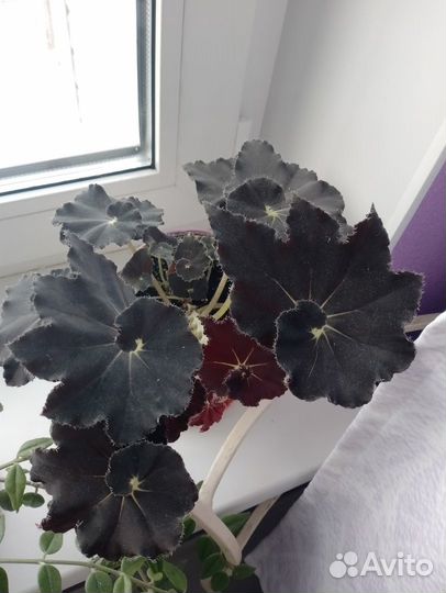 Бегония черная мамба