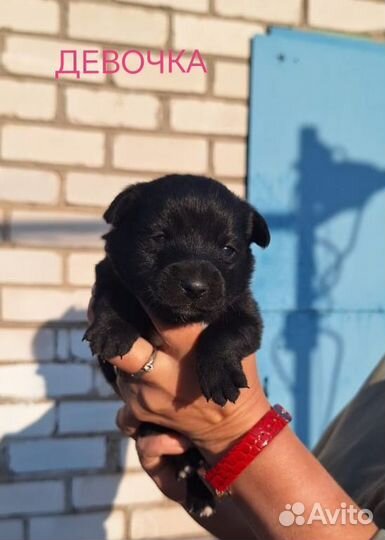 Щенки в добрые руки