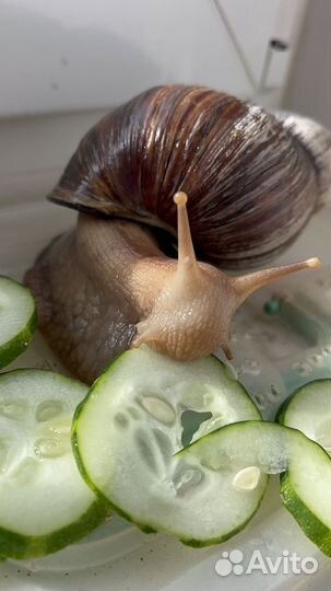 Улитки ахатины большие