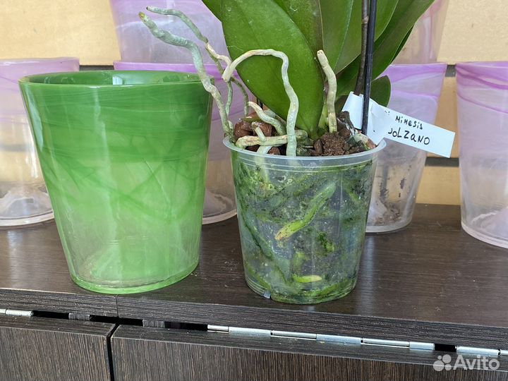 Кашпо для орхидей