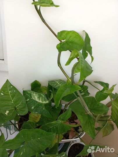 Сингониум Панда (Panda)