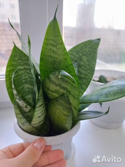 Сансевиерия