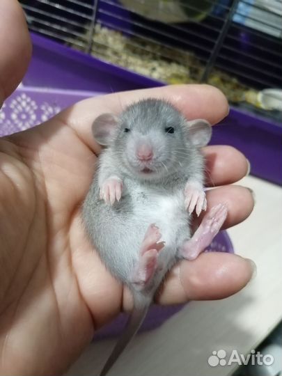 Крыса крысята дамбо