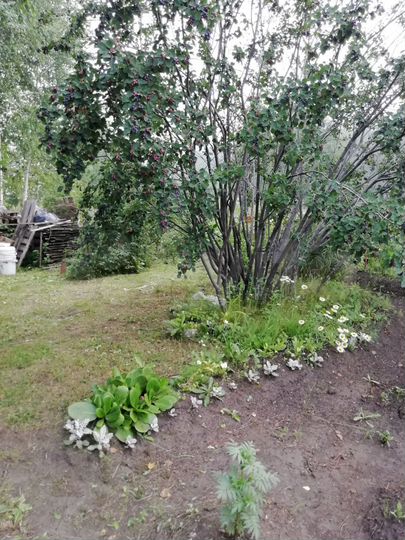 Участок 10,02 га (СНТ, ДНП)