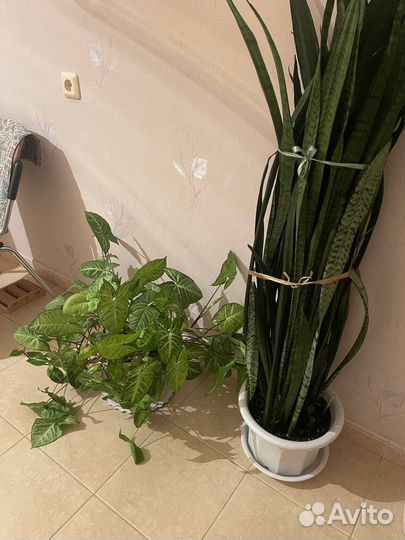 Комнатные растения