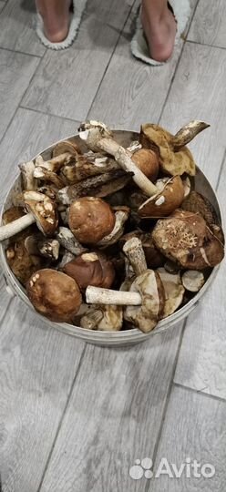 Грибы подберезовики