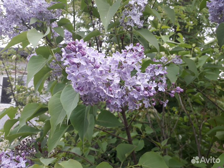 Саженцы ежевики,Клематис,Вербейник