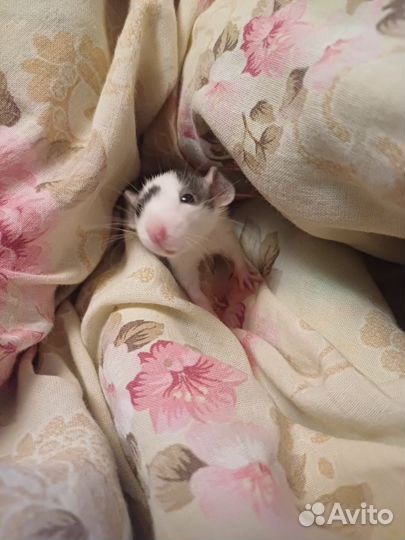 Крысята дамбо