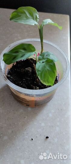 Толстянка, кампанула, гортензия, хризантема