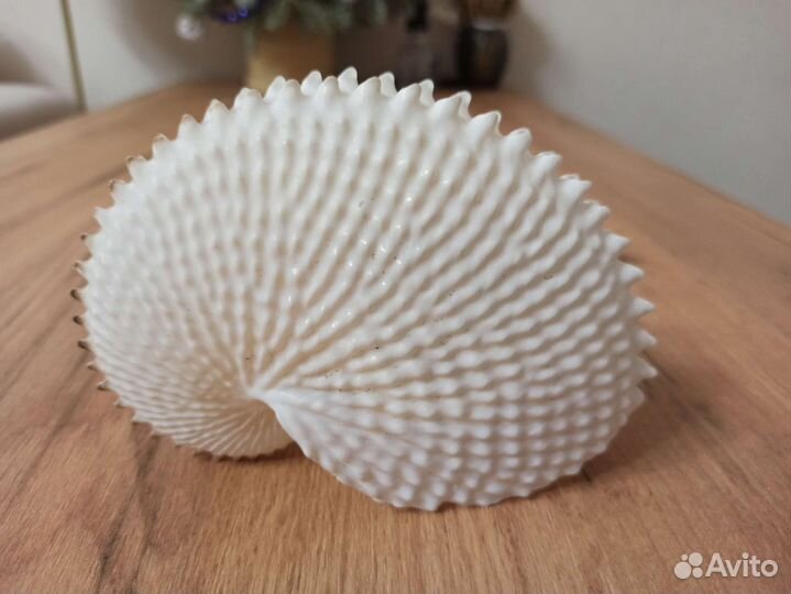 Морская раковина