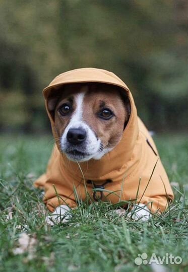 Дождевик Джек рассел сука Poroda store