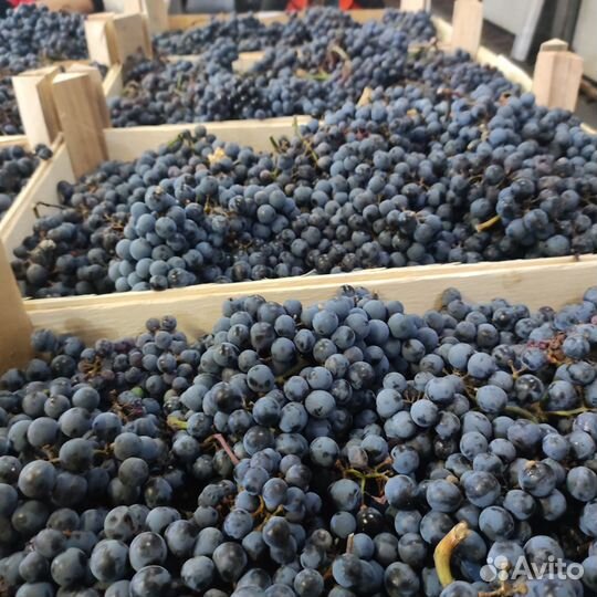 Мерло Каберне Изабелла оптом