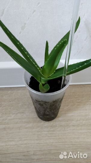 Алоэ вера растение