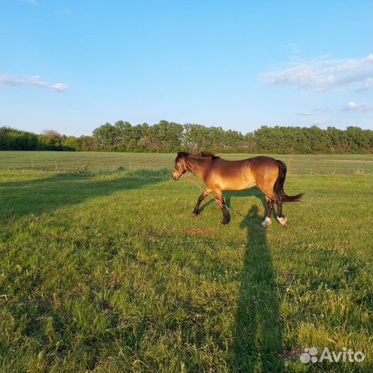 Продаётся кобыла