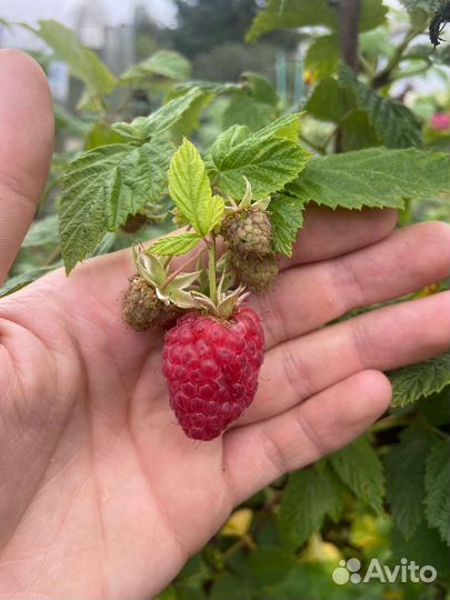 Саженцы малины