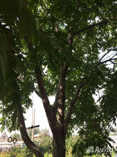 Саженцы - маньчжурский орех