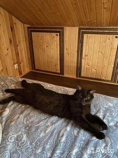 Шотландская кошка вязка