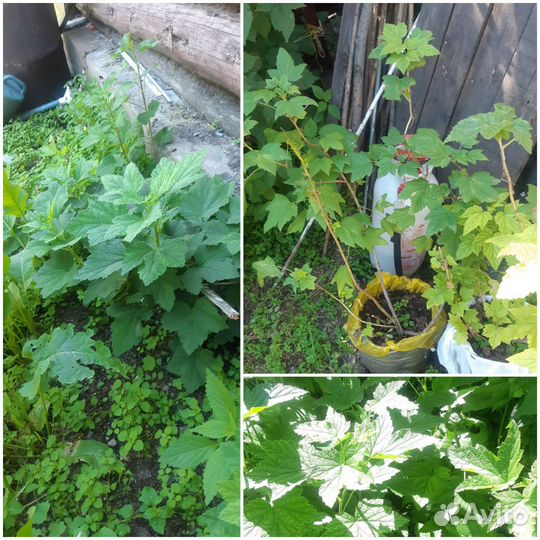 Саженцы смородины