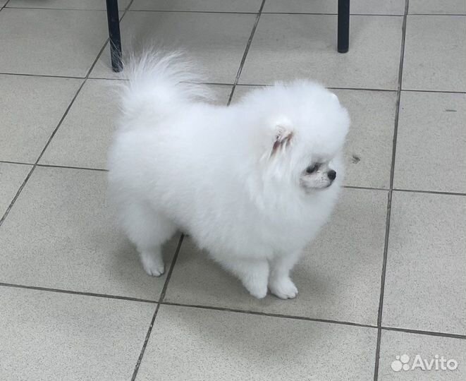 Померанский шпиц