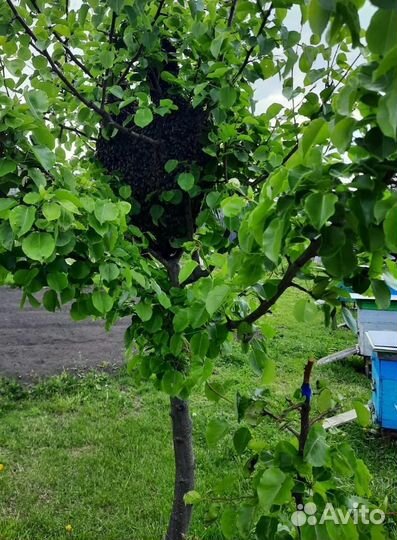 Продается мед