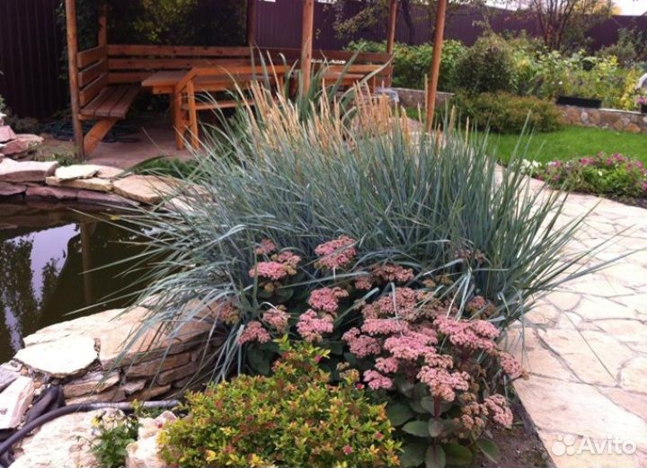 Элимус песчаный