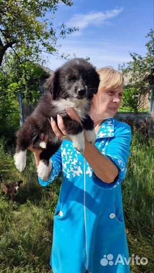 Щенок девочка