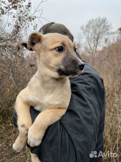 Щенок-лапочка ищет дом