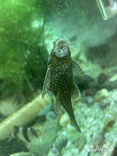 Сомики анцитрусы