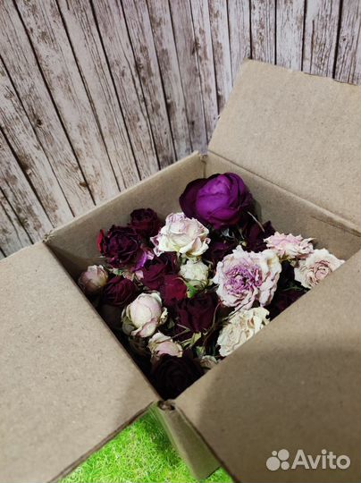 Сухоцветы розы кустовые